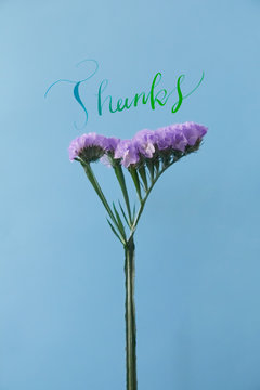 [Thanks]紫のスターチス(リモニウム・ハナハマサジ)の写真