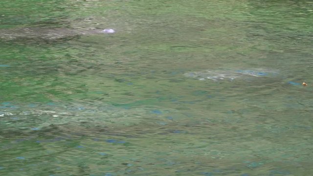 Manatees In Groups Surface For Air At Blue Spring State Park Near DeLand Florida