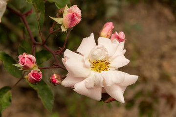 Obraz premium Rosas. Flores de jardín. Flores que evocan amor y amistad. Recursos gráficos muy usados en el Día de la Madre, San Valentín y para ocasiones especiales. 