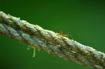 Red ant on rope