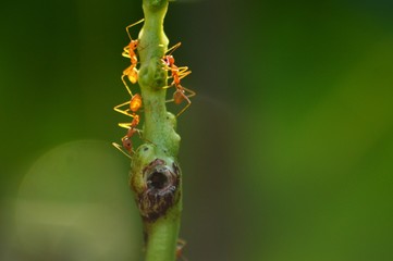 Red ants on long yard bean plant with blurred background