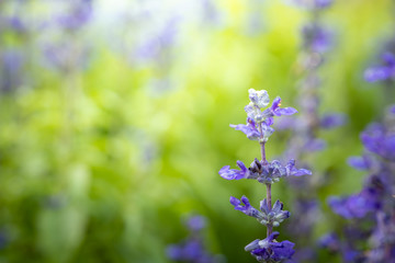 The background image of the colorful flowers