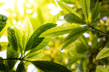 Fototapeta premium Close Up green leaf under sunlight in the garden. Natural background with copy space.