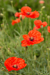 Obraz premium Amapola roja. Flores de jardín. Un conjunto de flores o flores individuales que evocan amor y amistad.