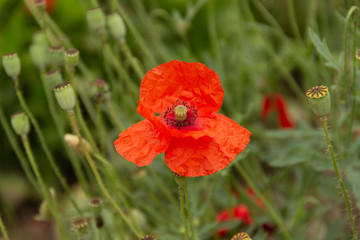 Amapola roja. Flores de jardín. Un conjunto de flores o flores individuales que evocan amor y...