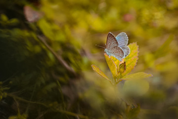 butterfly on a leaf