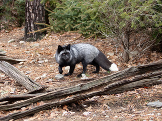 Silver tip color variation Red Fox in a woodland scene