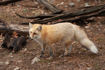 Red Fox in a woodland scene