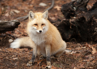 Naklejka na ściany i meble Red Fox in a woodland scene