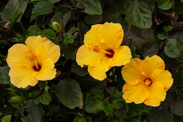 Cucardas. Hibiscus. Flores de jardín. Un conjunto de flores o flores individuales que evocan amor...