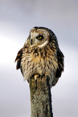 Short-eared Owl wintering in grassland area of upstate New York