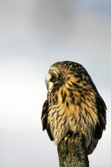 Short-eared Owl wintering in grassland area of upstate New York