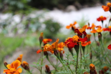 Orange flowers in the garden by the river