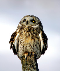Short-eared Owl wintering in grassland area of upstate New York