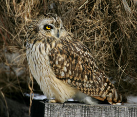 Short-eared Owl wintering in grassland area of upstate New York