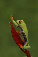 Rolgordijnen Red-eyed Green Tree Frog on Tropical Plant © Dennis Donohue