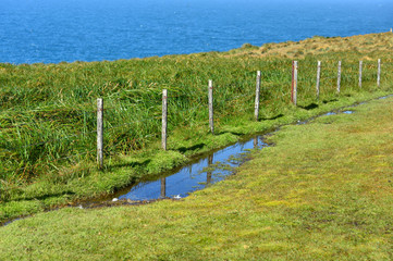 Fototapeta premium vineyard in the summer near ocean