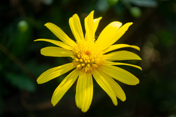 Close up of small wild yellow flower with blurred background