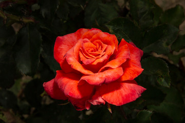 Rosas. Flores de jardín. Flores que evocan amor y amistad. Recursos gráficos muy usados en el Día de la Madre, San Valentín y para ocasiones especiales. 