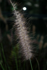 Closeup of white and purple silky wild grass