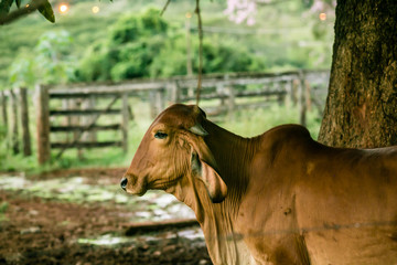 Um role pela fazenda