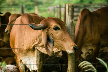 Um role pela fazenda