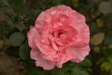 Rosas. Flores de jardín. Flores que evocan amor y amistad. Recursos gráficos muy usados en el Día de la Madre, San Valentín y para ocasiones especiales. 