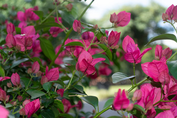 Detail of branches with pink bougainvillea flowers
