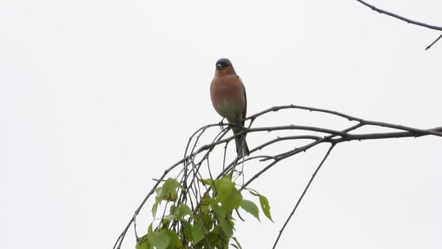 Buchfink&nbsp;(Fringilla coelebs)