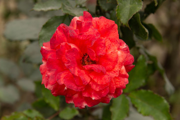 Rosas. Flores de jardín. Flores que evocan amor y amistad. Recursos gráficos muy usados en el Día de la Madre, San Valentín y para ocasiones especiales. 
