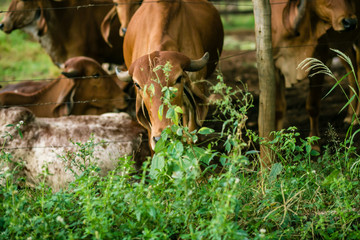 Um role pela fazenda