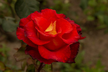 Rosas. Flores de jardín. Flores que evocan amor y amistad. Recursos gráficos muy usados en el Día de la Madre, San Valentín y para ocasiones especiales. 
