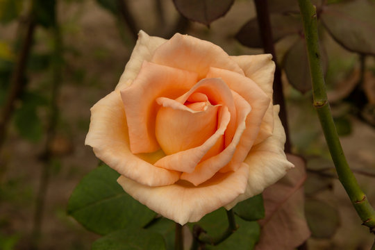Rosas. Flores de jard&iacute;n. Flores que evocan amor y amistad. Recursos gr&aacute;ficos muy usados en el D&iacute;a de la Madre, San Valent&iacute;n y para ocasiones especiales. 