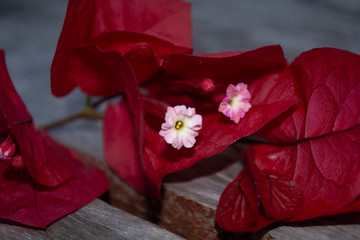 Bouquet of red bougainvillea flowers over wooden surface