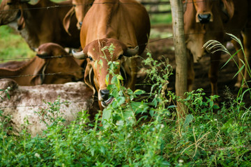 Um role pela fazenda