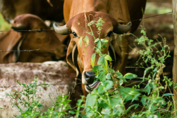 Um role pela fazenda