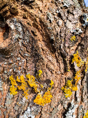 Fungal diseases, moss on bark and tree branches