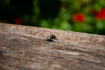 Fly closeup on a wooden surface and with plants in the background
