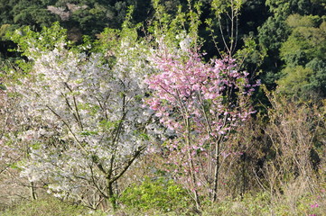 桜　鹿児島県出水市高川ダム湖