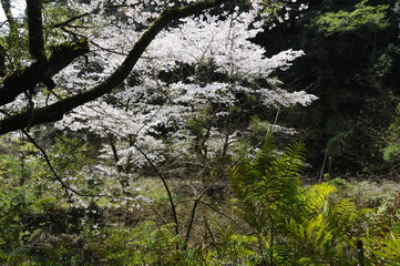 桜　鹿児島県出水市高川ダム湖