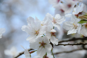 桜　鹿児島県出水市高川ダム湖