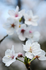 Fototapeta premium 桜 鹿児島県出水市高川ダム湖