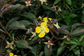 Small yellow flower and reddish leaves on blurred background