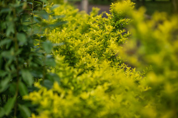 Natureza Silvestre, um passeio pelo campo