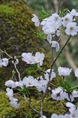 桜　鹿児島県出水市高川ダム湖
