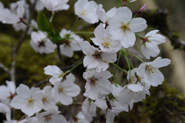 桜　鹿児島県出水市高川ダム湖