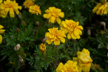 Small yellow tagete flowers in garden