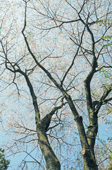 桜　鹿児島県出水市高川ダム湖