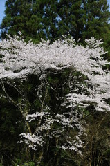 桜　鹿児島県出水市高川ダム湖のさくら