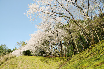 桜　鹿児島県出水市高川ダム湖のさくら